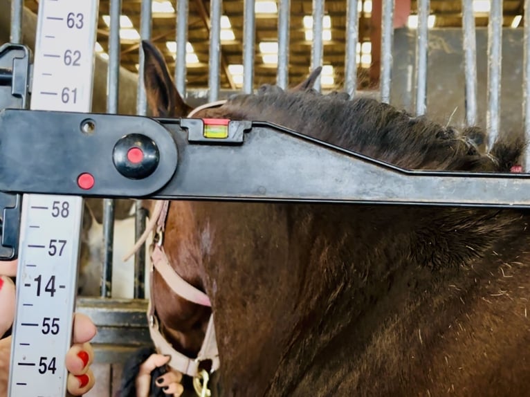 Connemara Mare 5 years 14,2 hh Brown in Mountrath