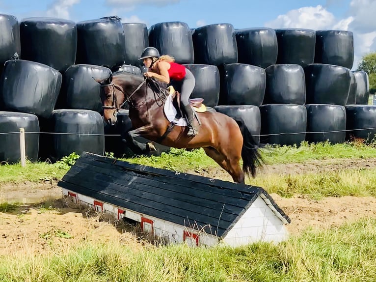 Connemara Mare 5 years 14,2 hh Brown in Mountrath