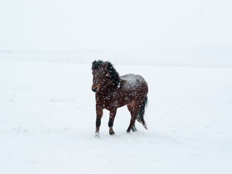 Connemara Mare 5 years 14,2 hh Brown in Hojer