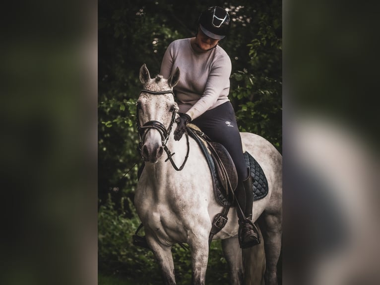 Connemara Mare 5 years 14,2 hh Gray-Dark-Tan in Nettersheim