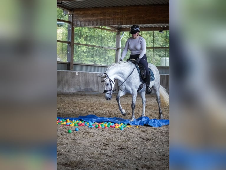 Connemara Mare 5 years 14,2 hh Gray-Dark-Tan in Nettersheim