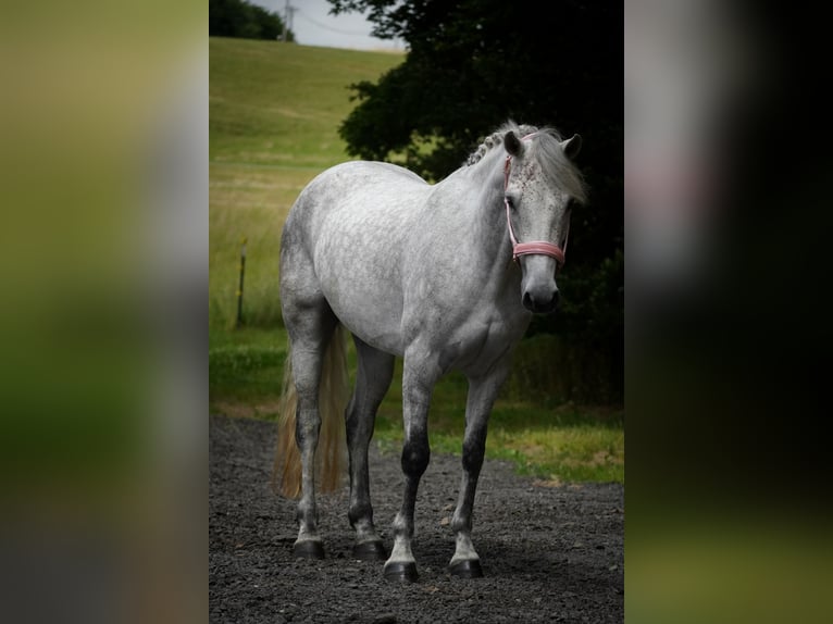 Connemara Mare 5 years 14,2 hh Gray-Dark-Tan in Nettersheim
