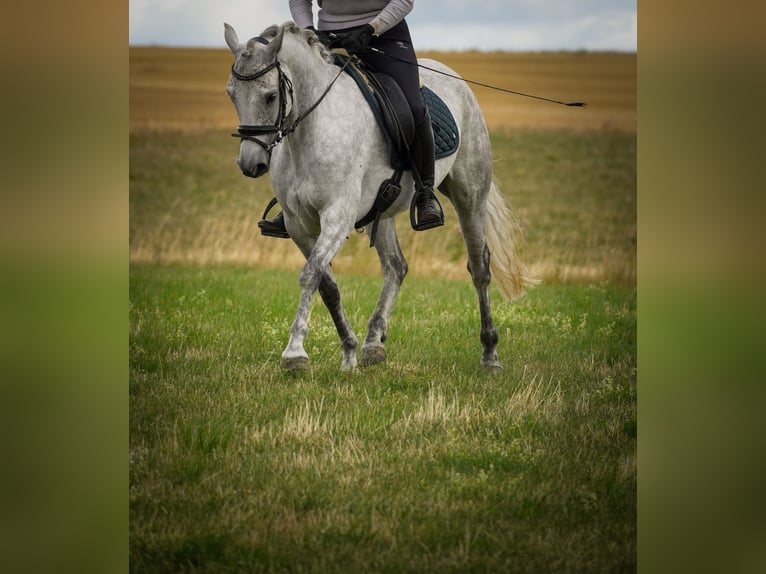 Connemara Mare 5 years 14,2 hh Gray-Dark-Tan in Nettersheim