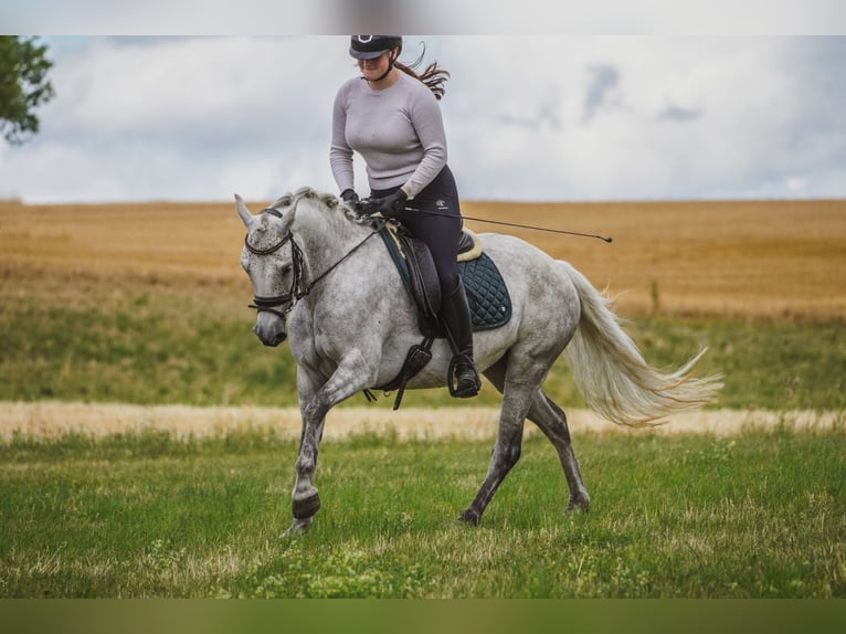 Connemara Mare 5 years 14,2 hh Gray-Dark-Tan in Nettersheim