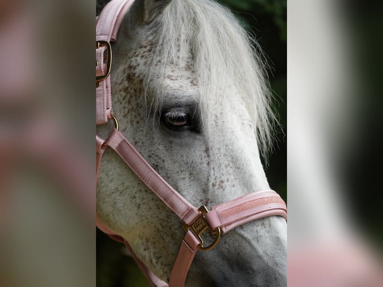 Connemara Mare 5 years 14,2 hh Gray-Dark-Tan in Nettersheim