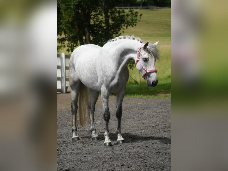 Connemara Mare 5 years 14,2 hh Gray-Dark-Tan in Nettersheim