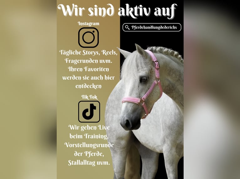 Connemara Mare 5 years 14,2 hh Grey-Dark-Tan in Nettersheim