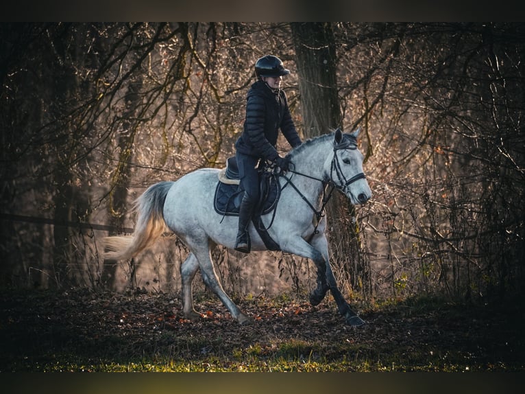 Connemara Mix Mare 5 years 14,2 hh Grey-Dark-Tan in Nettersheim