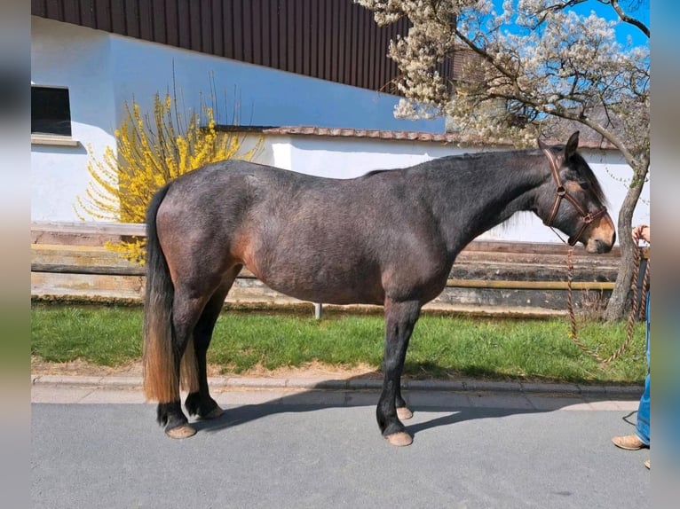 Connemara Mare 5 years 14,2 hh in Kasendorf