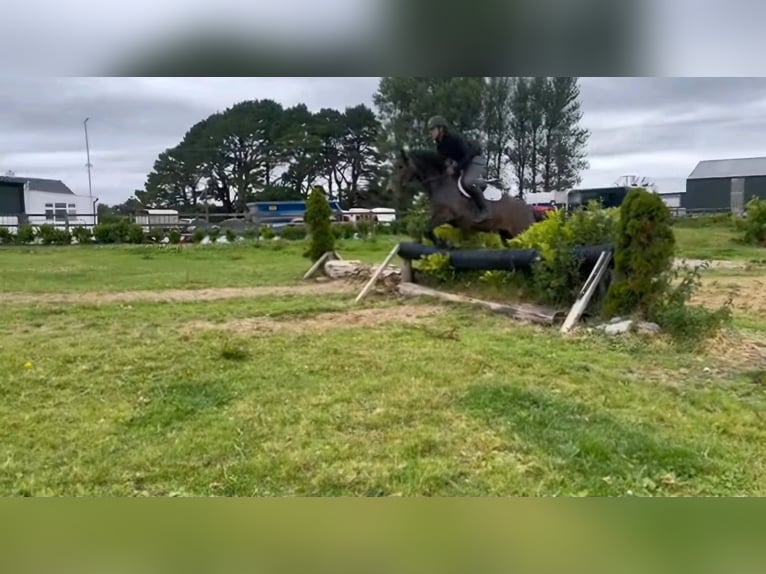 Connemara Mare 5 years 14,2 hh in Kasendorf