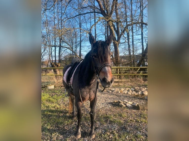 Connemara Mare 5 years 14,2 hh in Kasendorf