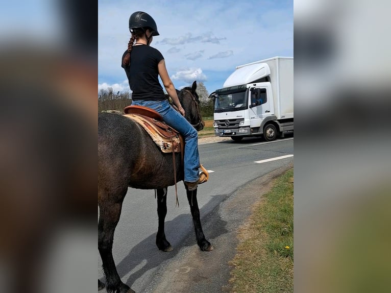 Connemara Mare 5 years 14,2 hh in Kasendorf