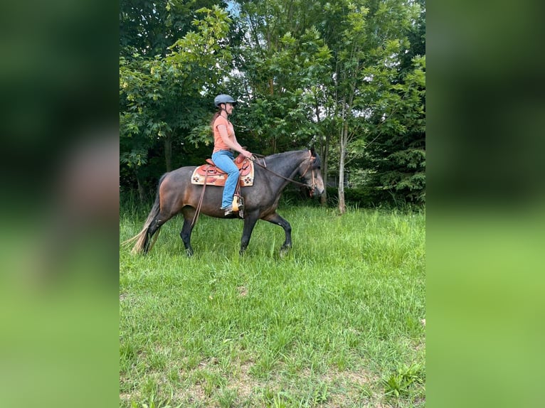 Connemara Mare 5 years 14,2 hh in Kasendorf