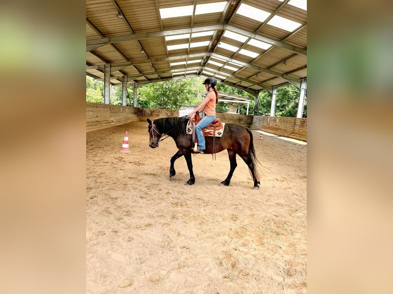 Connemara Mare 5 years 14,2 hh in Kasendorf