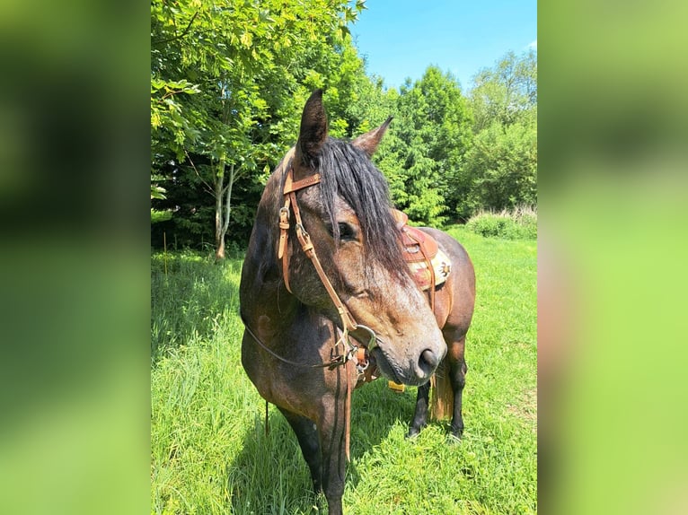 Connemara Mare 5 years 14,2 hh in Kasendorf