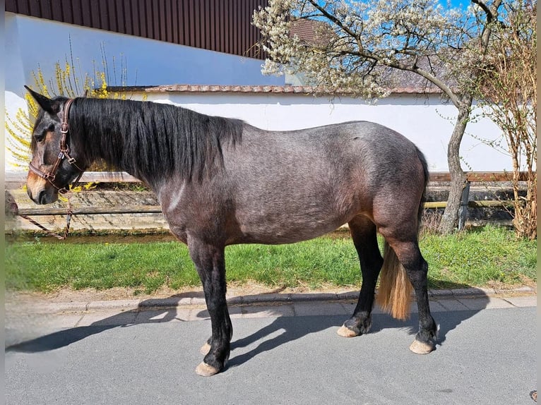 Connemara Mare 5 years 14,2 hh in Kasendorf
