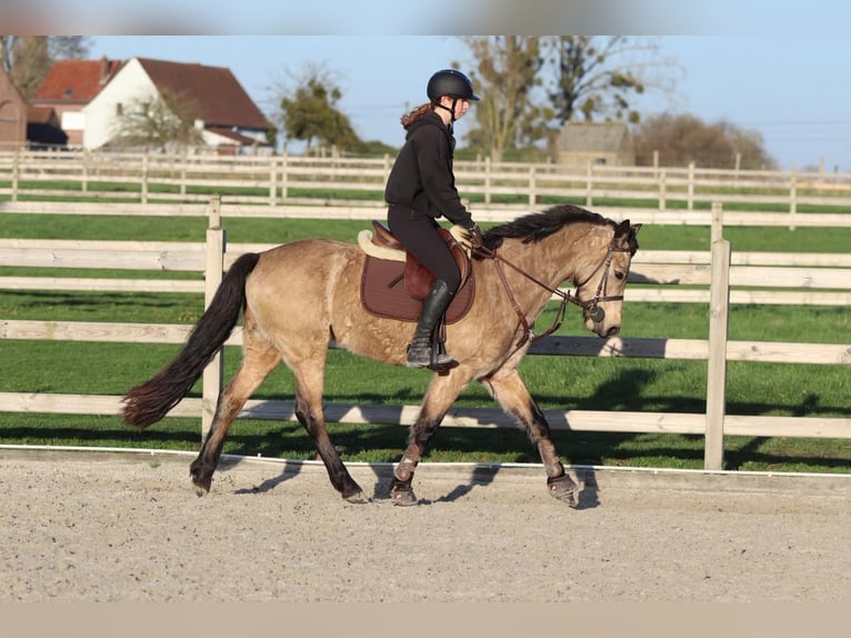 Connemara Mare 5 years 14,3 hh Dun in Bogaarden