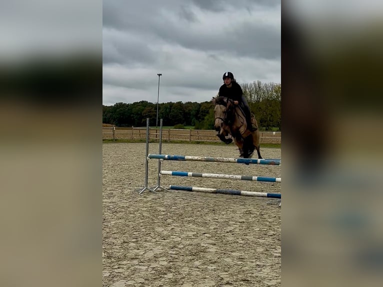 Connemara Mare 5 years 14,3 hh Dun in Bogaarden