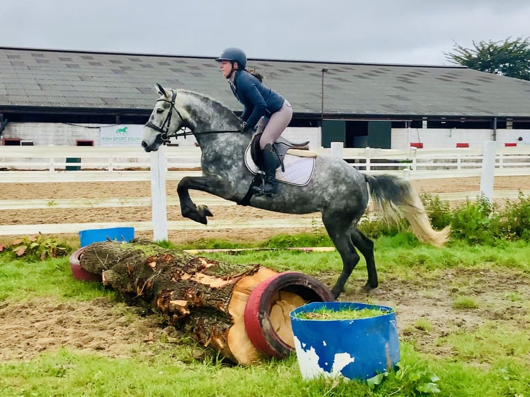 Connemara Mare 5 years 14,3 hh Gray-Dapple in Mountrath