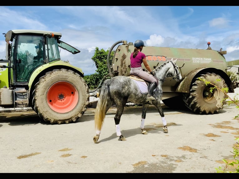 Connemara Mare 5 years 14,3 hh Gray-Dapple in Mountrath