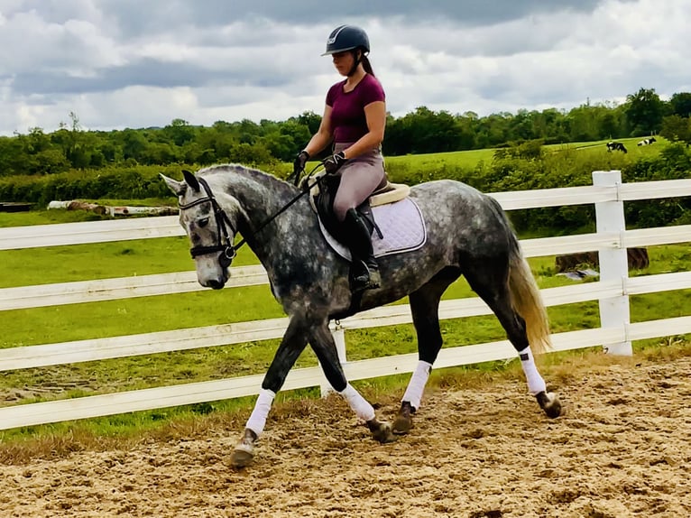 Connemara Mare 5 years 14,3 hh Gray-Dapple in Mountrath