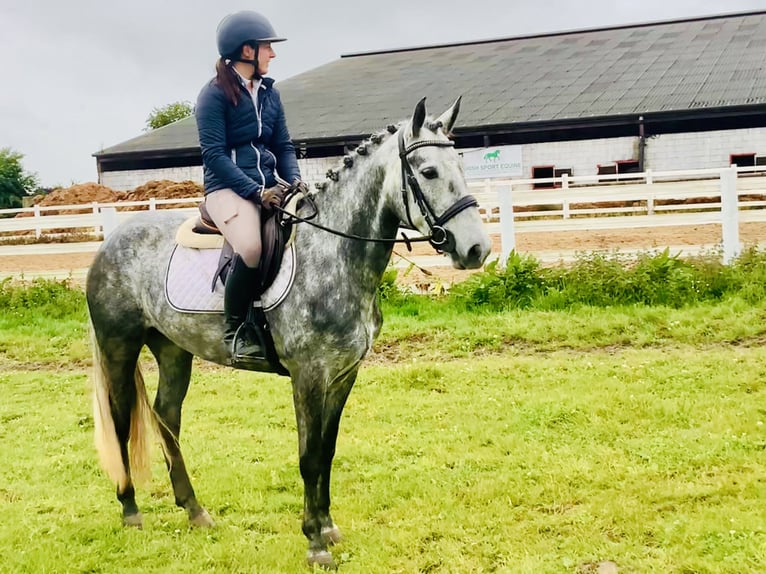 Connemara Mare 5 years 14,3 hh Gray-Dapple in Mountrath