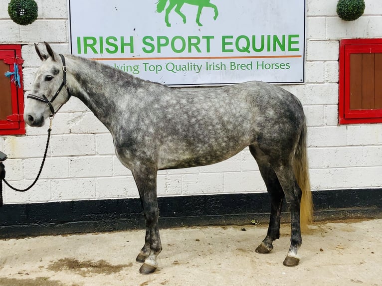Connemara Mare 5 years 14,3 hh Gray-Dapple in Mountrath