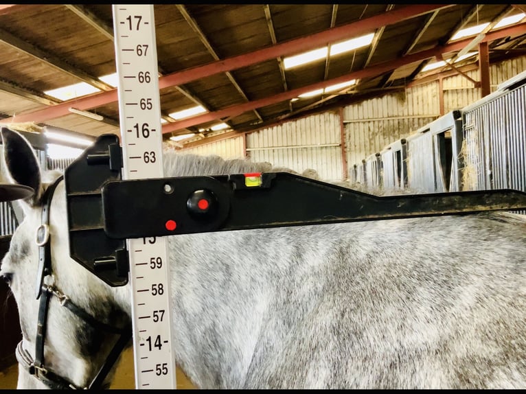 Connemara Mare 5 years 14,3 hh Gray-Dapple in Mountrath
