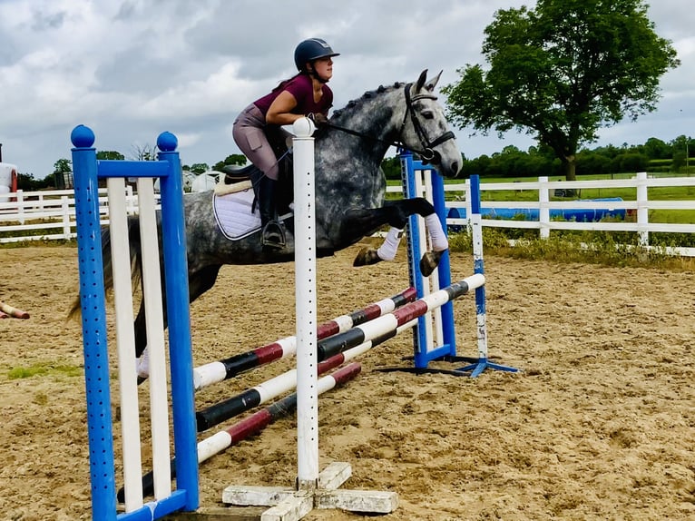 Connemara Mare 5 years 14,3 hh Gray-Dapple in Mountrath