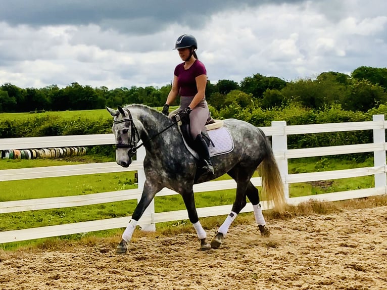 Connemara Mare 5 years 14,3 hh Gray-Dapple in Mountrath