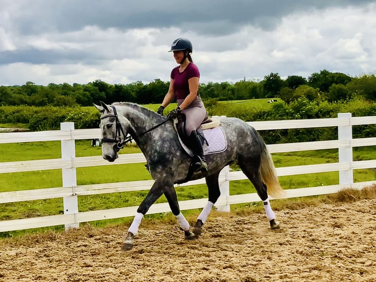 Connemara Mare 5 years 14,3 hh Gray-Dapple in Mountrath