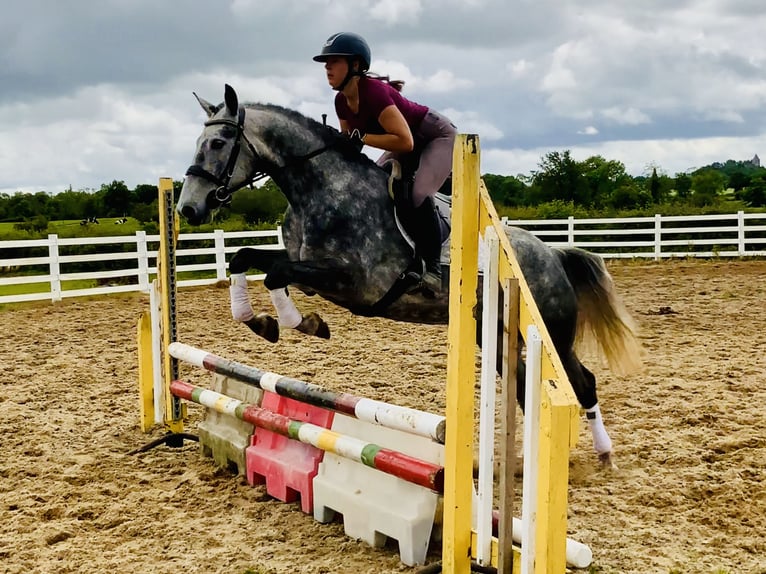Connemara Mare 5 years 14,3 hh Gray-Dapple in Mountrath