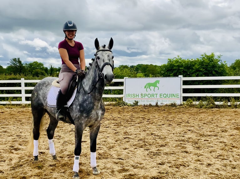 Connemara Mare 5 years 14,3 hh Gray-Dapple in Mountrath