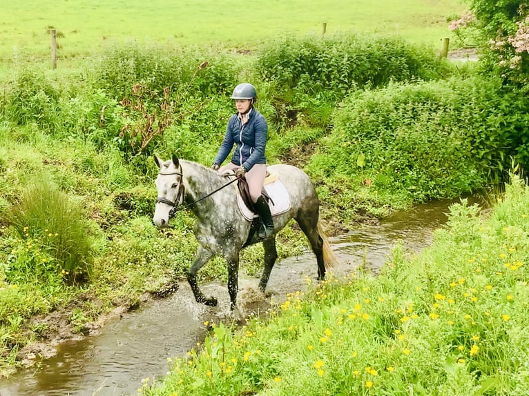 Connemara Mare 5 years 14,3 hh Gray-Dapple in Mountrath