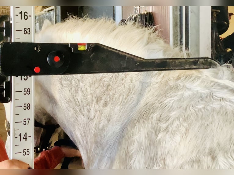 Connemara Mare 5 years 14,3 hh Grey in Mountrath