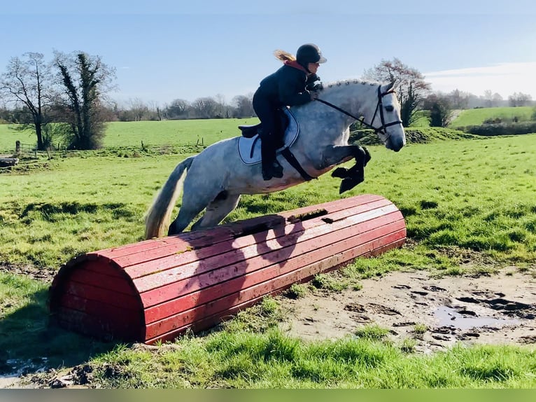 Connemara Mare 5 years 14,3 hh Grey in Mountrath