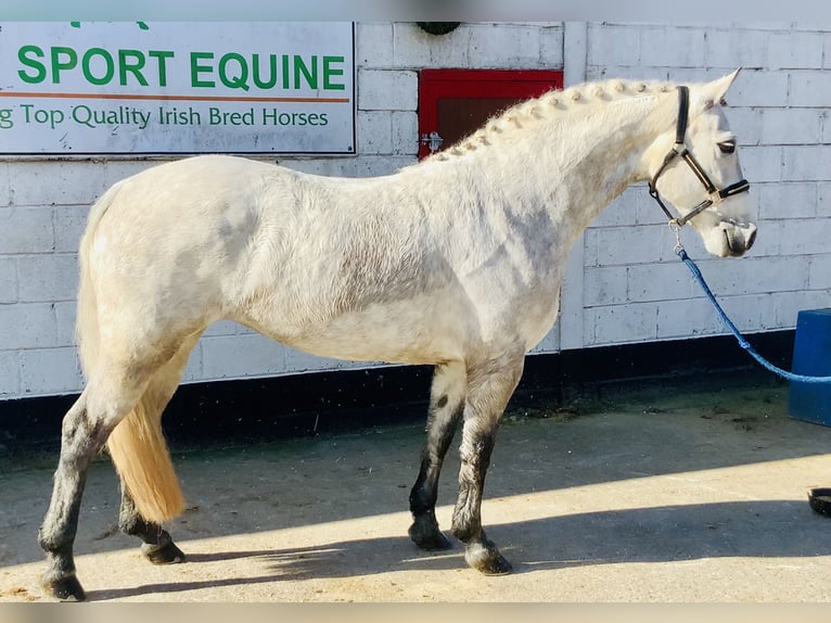 Connemara Mare 5 years 14,3 hh Grey in Mountrath