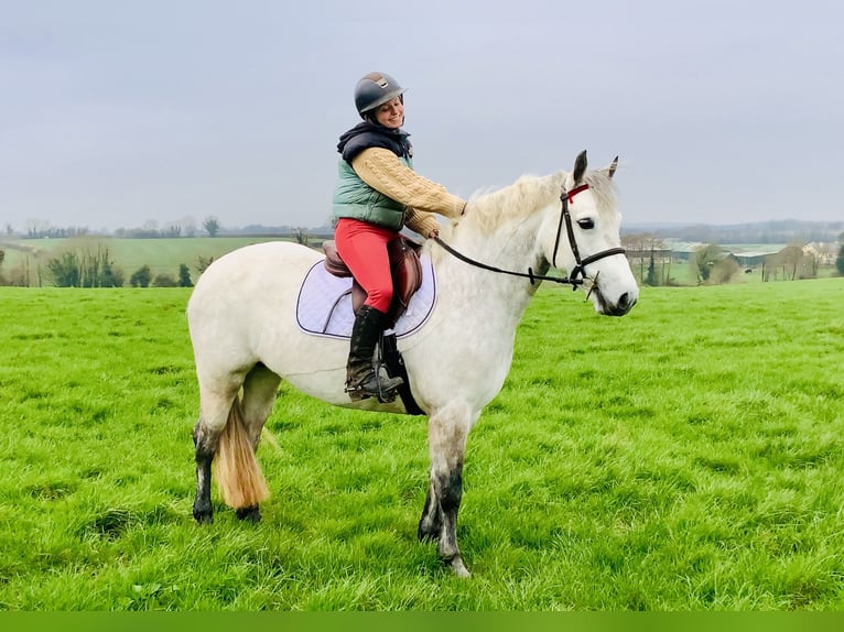 Connemara Mare 5 years 14,3 hh Grey in Mountrath