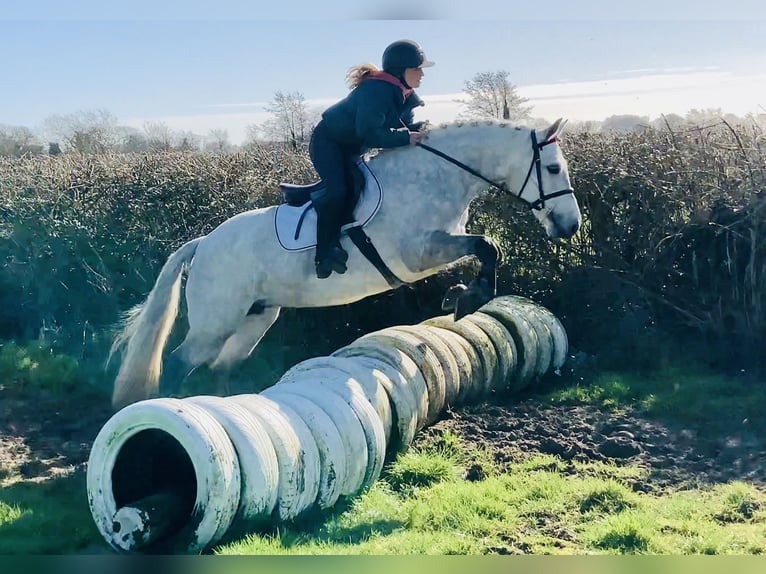 Connemara Mare 5 years 14,3 hh Grey in Mountrath