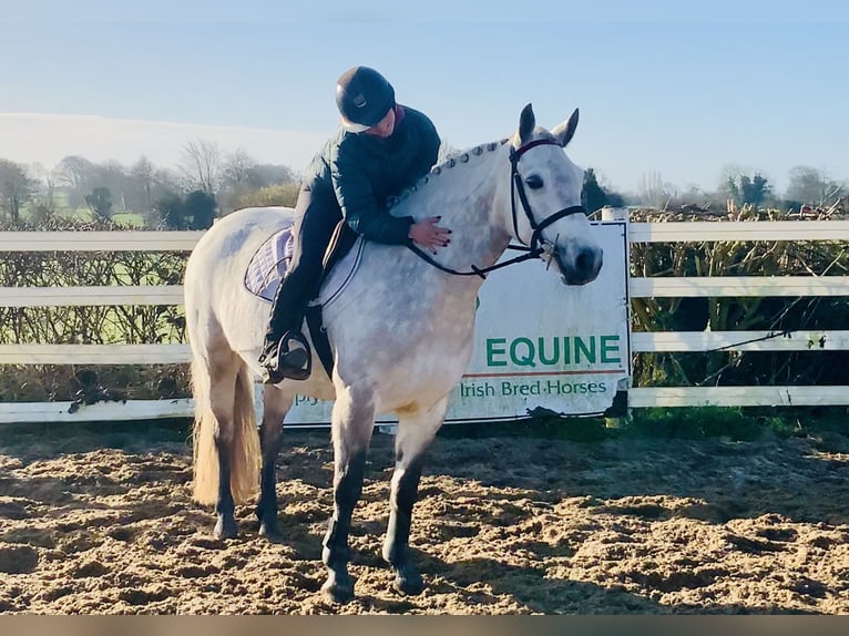 Connemara Mare 5 years 14,3 hh Grey in Mountrath