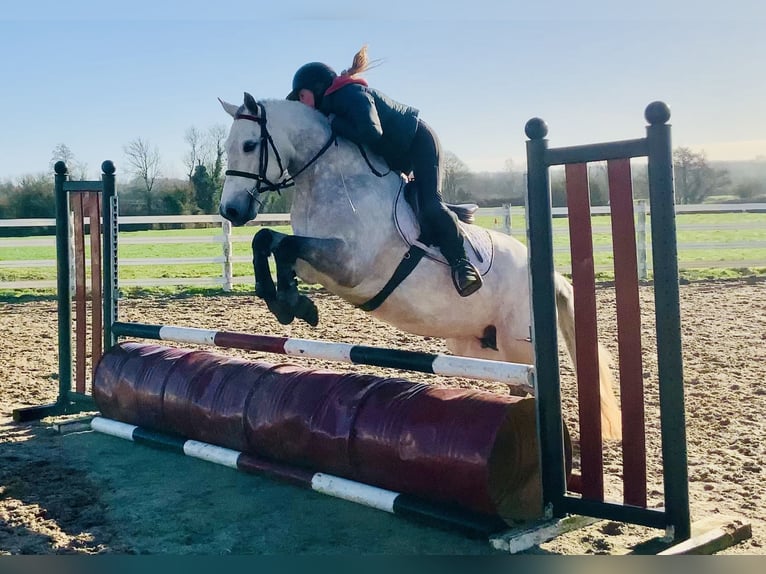 Connemara Mare 5 years 14,3 hh Grey in Mountrath