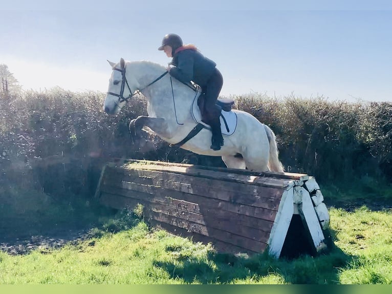 Connemara Mare 5 years 14,3 hh Grey in Mountrath