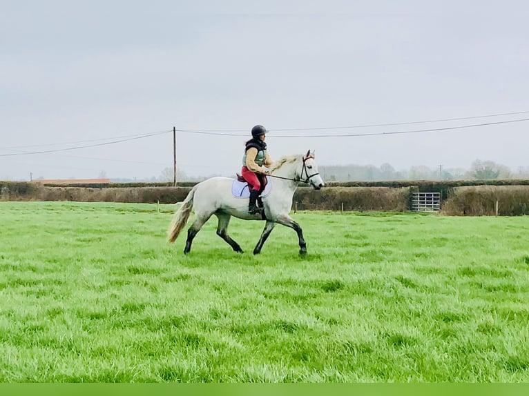 Connemara Mare 5 years 14,3 hh Grey in Mountrath