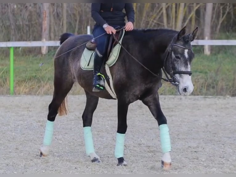 Connemara Mare 5 years 15,1 hh Dun in Szarvas