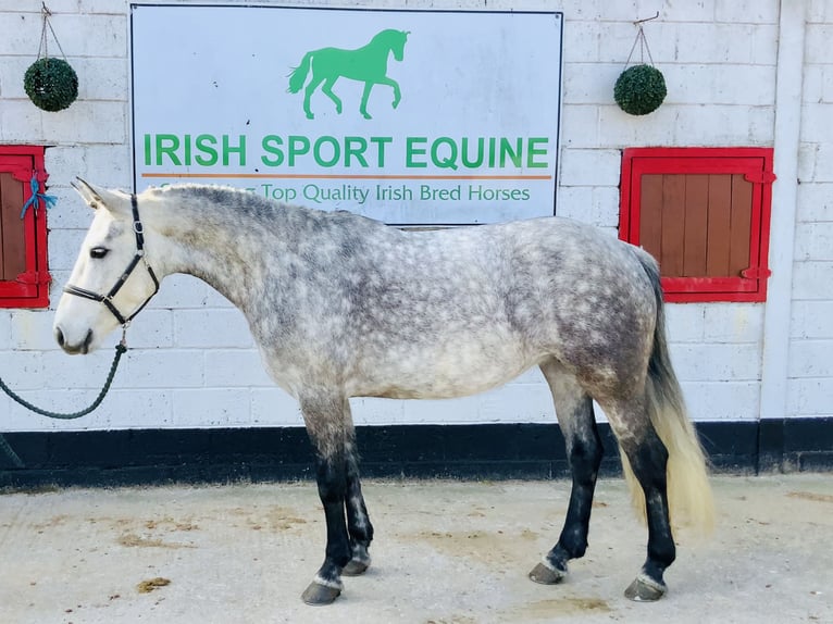 Connemara Mare 5 years 15,1 hh Gray-Dapple in Mountrath