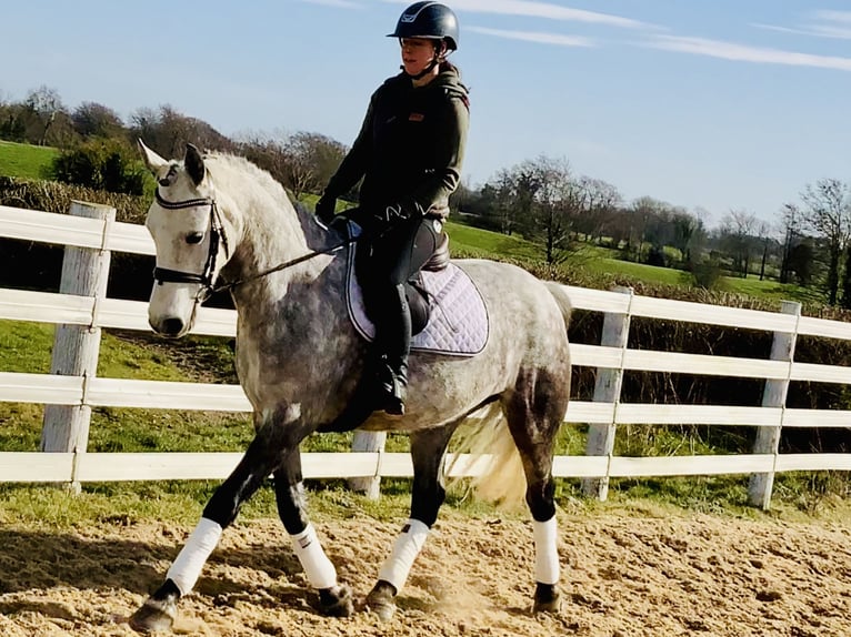 Connemara Mare 5 years 15,1 hh Gray-Dapple in Mountrath