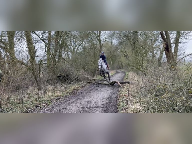 Connemara Mare 5 years 15.1 hh Grey in Essex