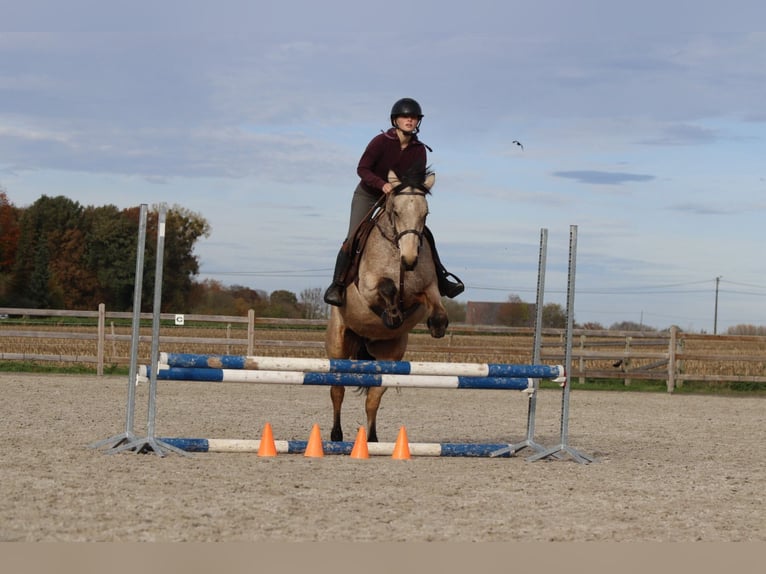 Connemara Mare 5 years 15 hh Dun in Bogaarden