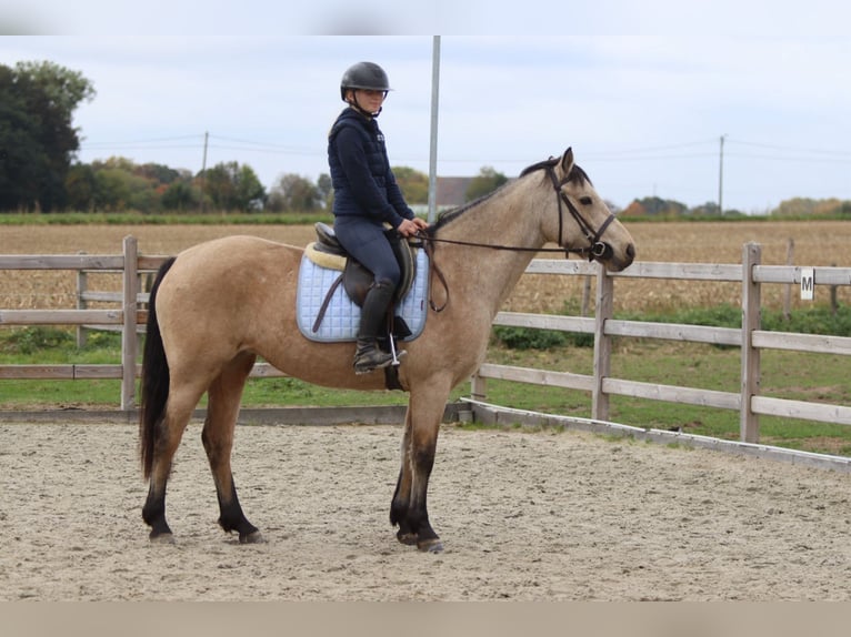 Connemara Mare 5 years 15 hh Dun in Bogaarden