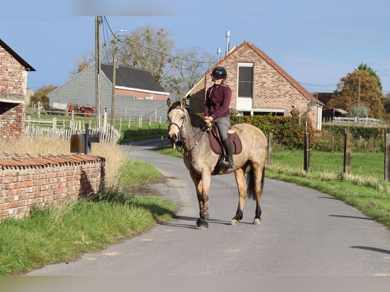 Connemara Mare 5 years 15 hh Dun in Bogaarden